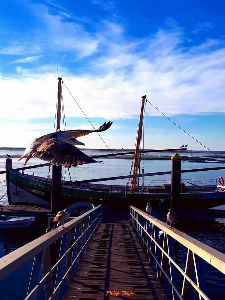 31301534_885334198305641_2009577106465833649_n.jpg 31301534_885334198305641_2009577106465833649_n.jpg