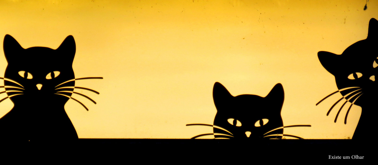 Três gatos à janela Três gatos à janela