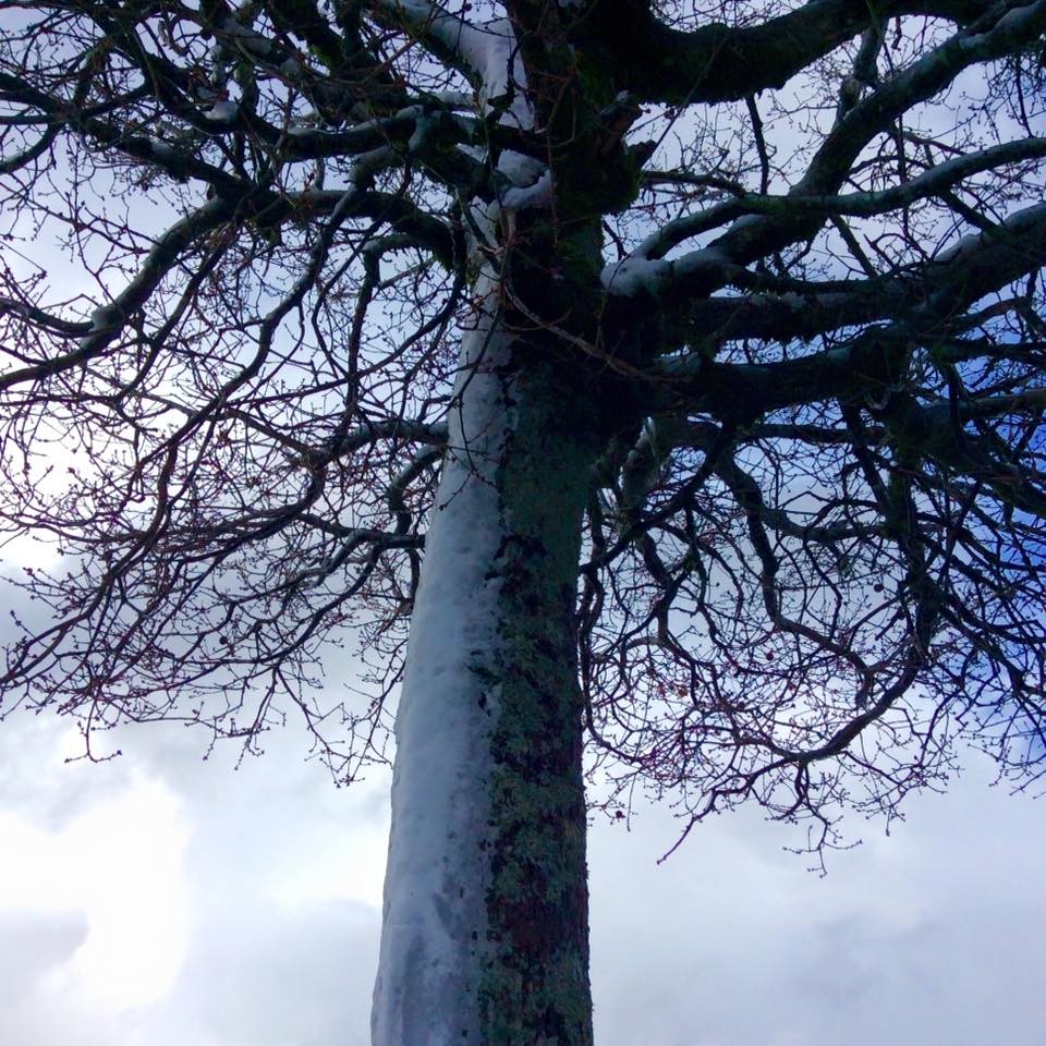 12705348_1654760098121142_9178993890501280433_n.jp