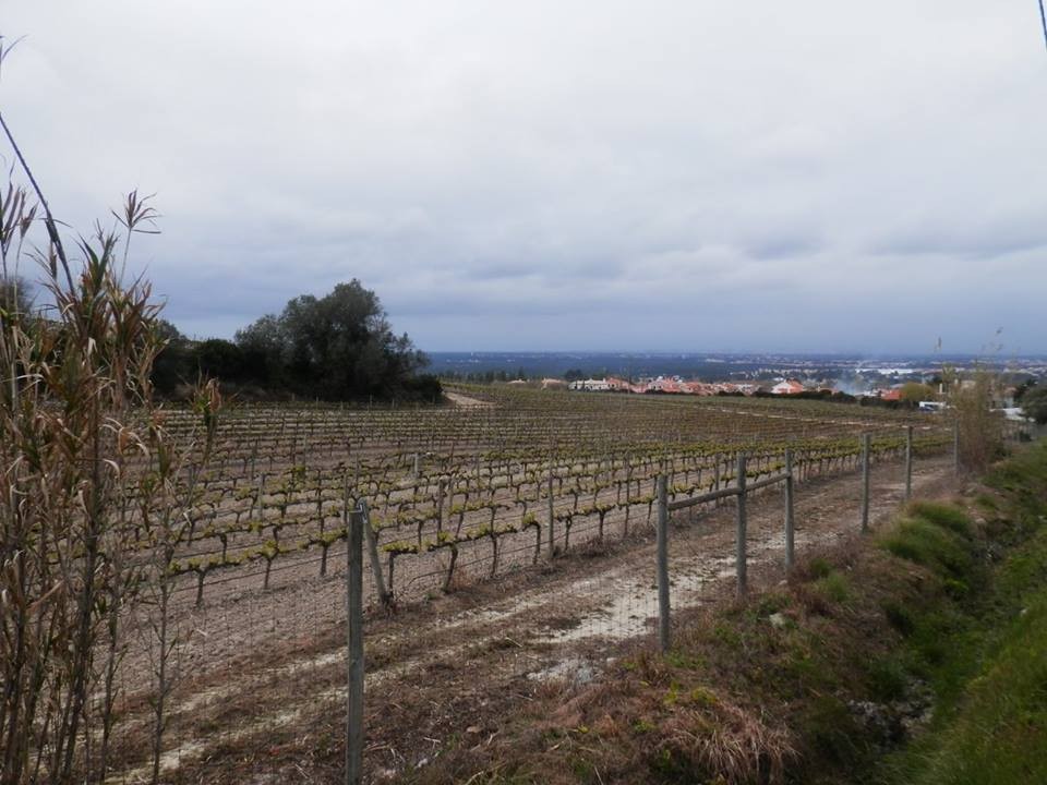 12417519_1154042371274019_7142028214282574628_n.jp 12417519_1154042371274019_7142028214282574628_n.jp