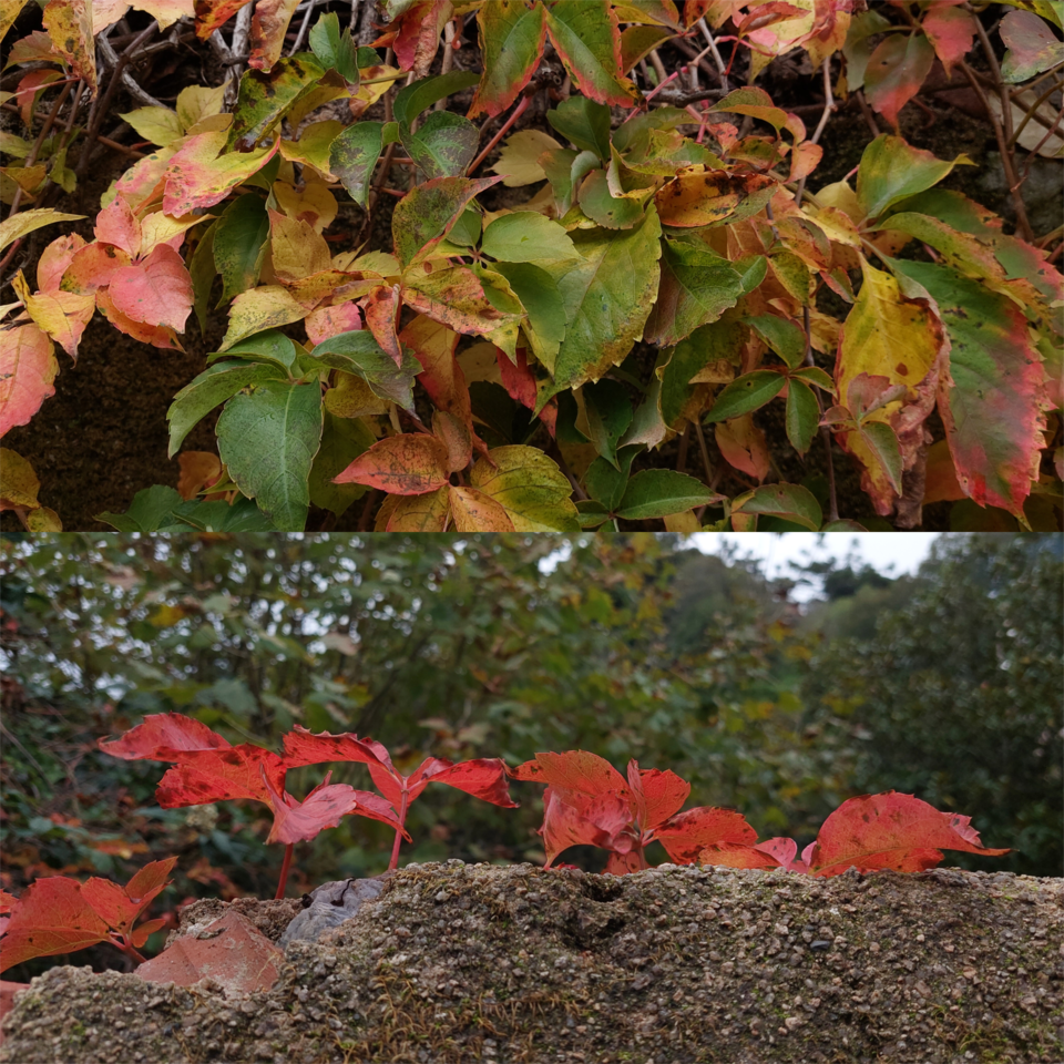 Blank Collage Template.png