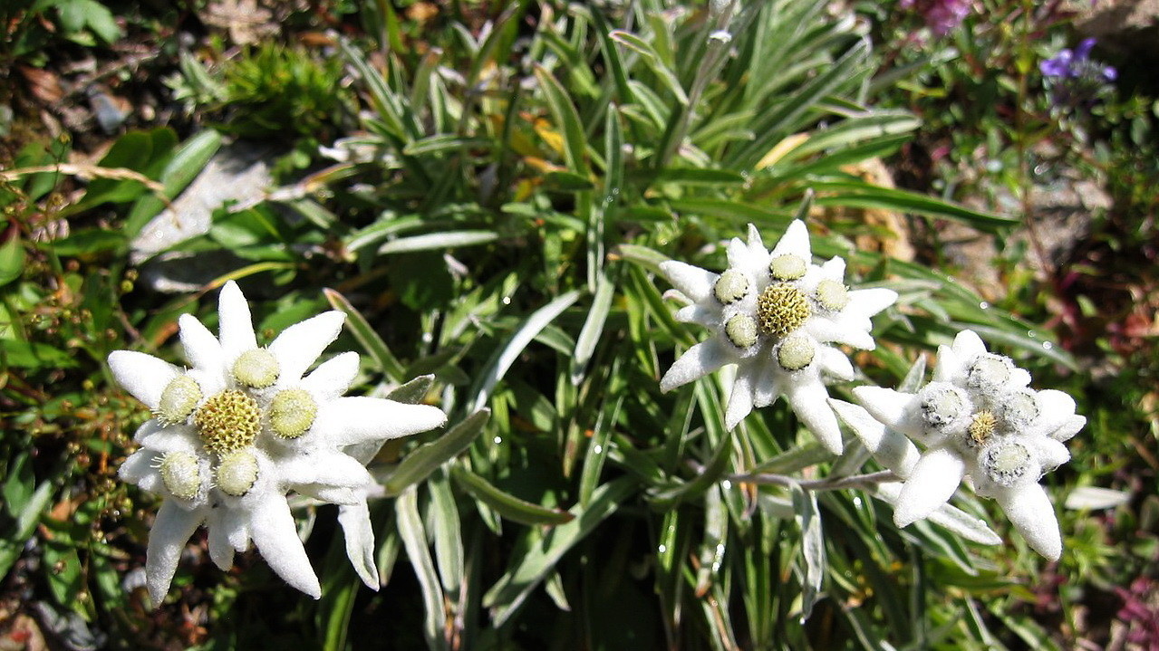 leontopodium_alpinum-edelweiss.jpg