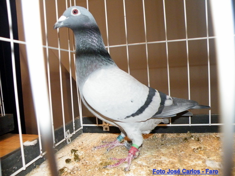 Feira Ibérica Beja 2018 048.JPG Feira Ibérica Beja 2018 048.JPG