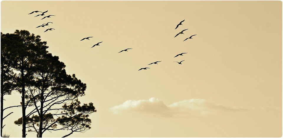 birds-1835510_960_720.jpg birds-1835510_960_720.jpg