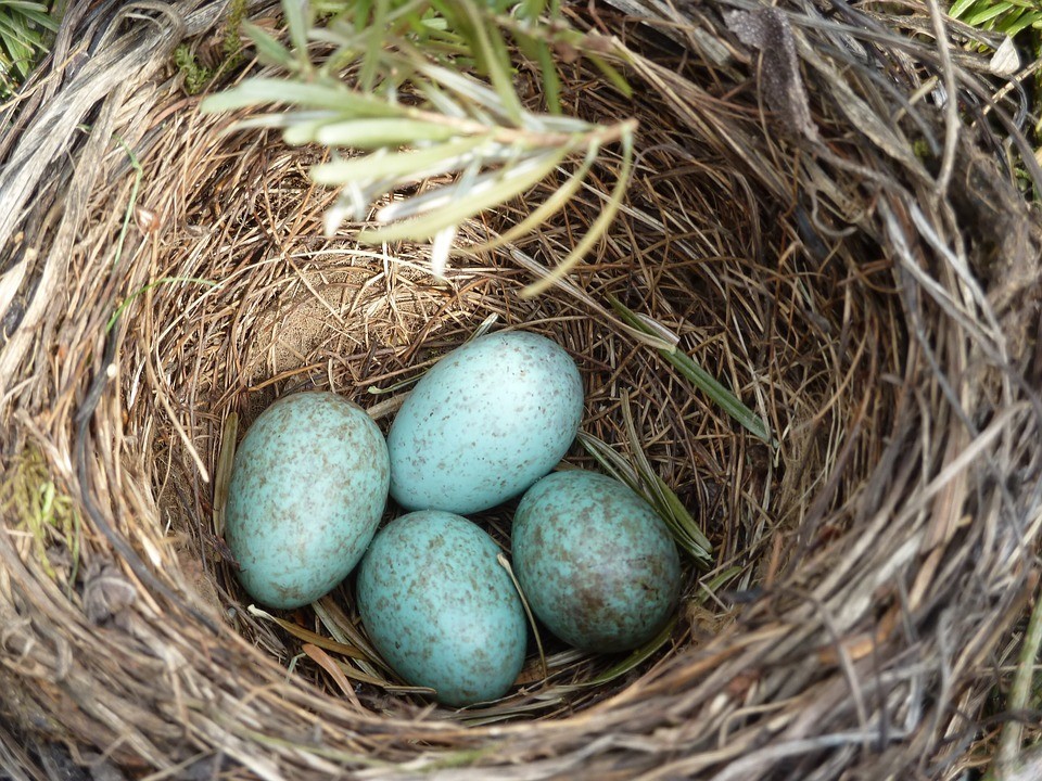 blackbird-nest.jpg