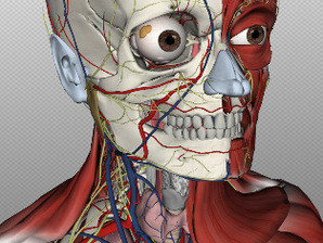 anatomia humana