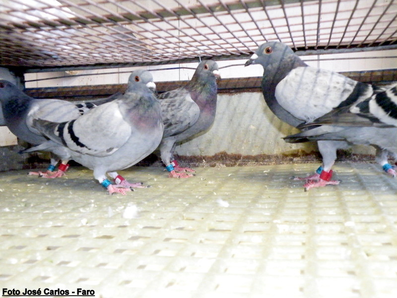 Derby Faro 2016 014.JPG