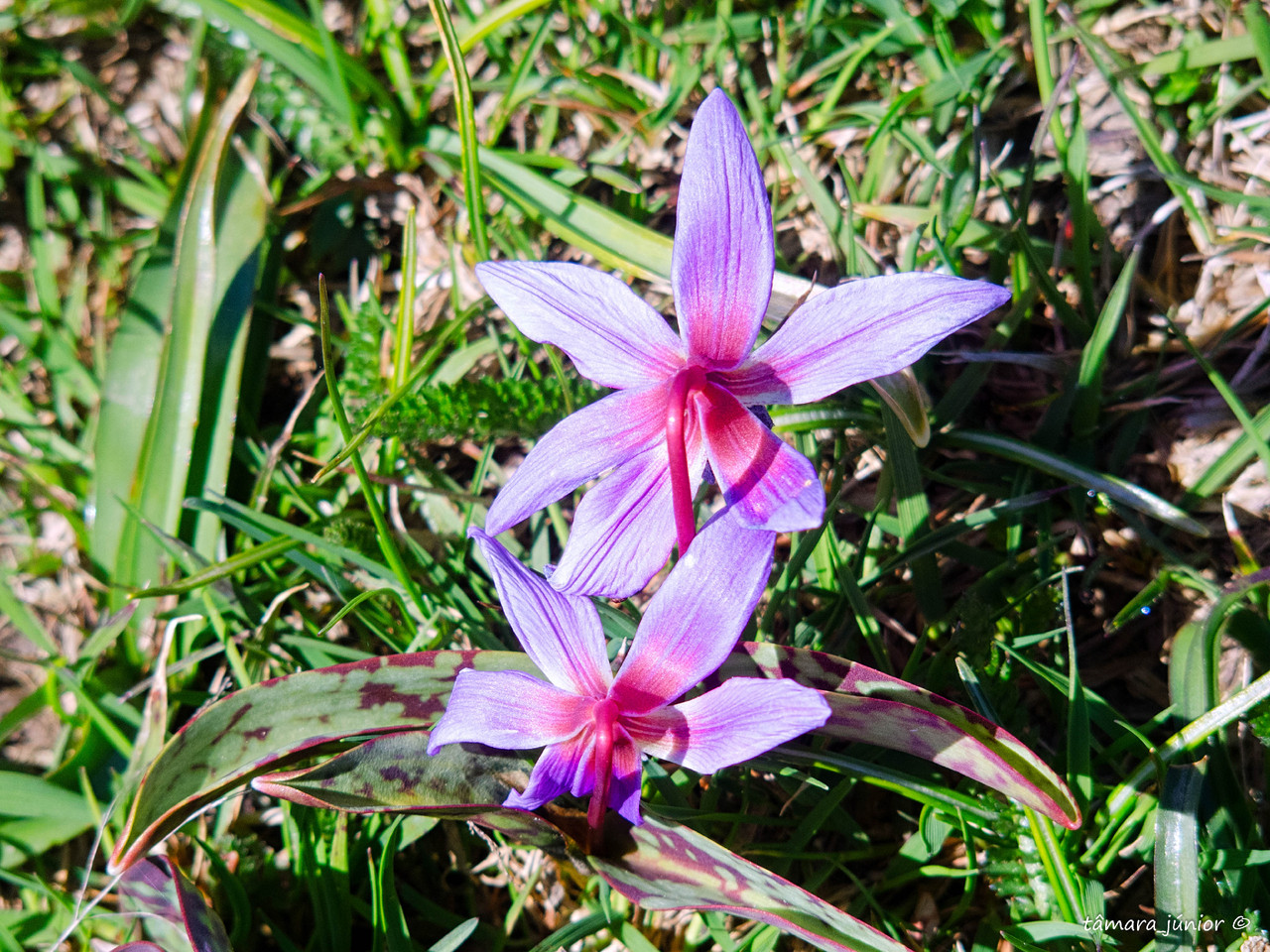 P5020660.jpg P5020660.jpg