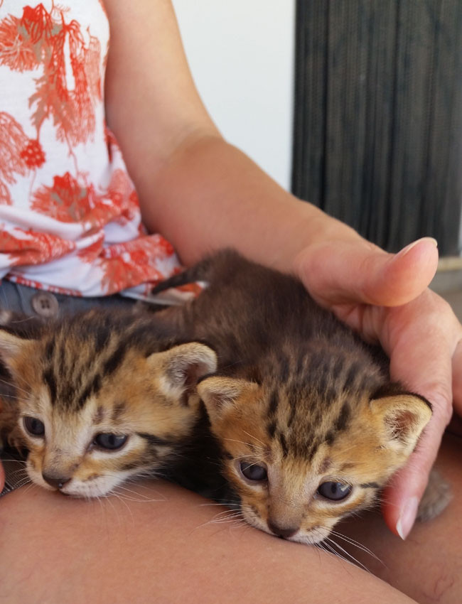 gemeosmanos.jpg gemeosmanos.jpg