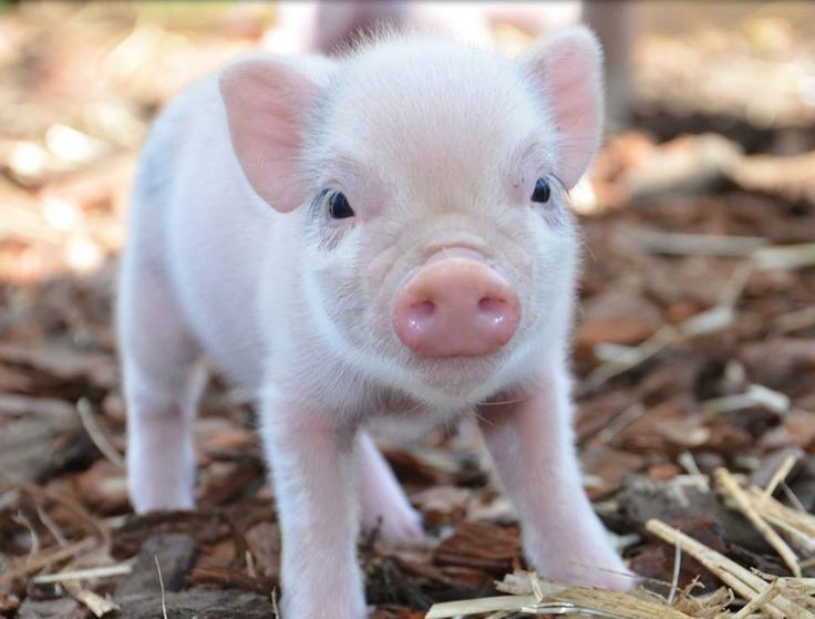 065c5af0df1d15f0fa7dad124ff859fe--pet-pigs-baby-pi 065c5af0df1d15f0fa7dad124ff859fe--pet-pigs-baby-pi