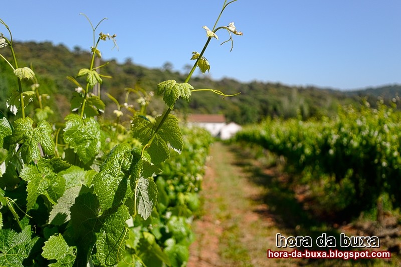 Videira, é muito mais que os seus frutos e vinho 