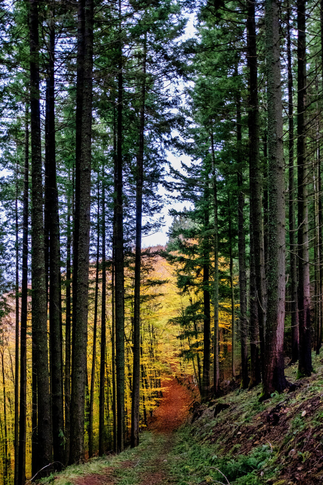 Serra da Estrela Fais bosque árvores.jpg