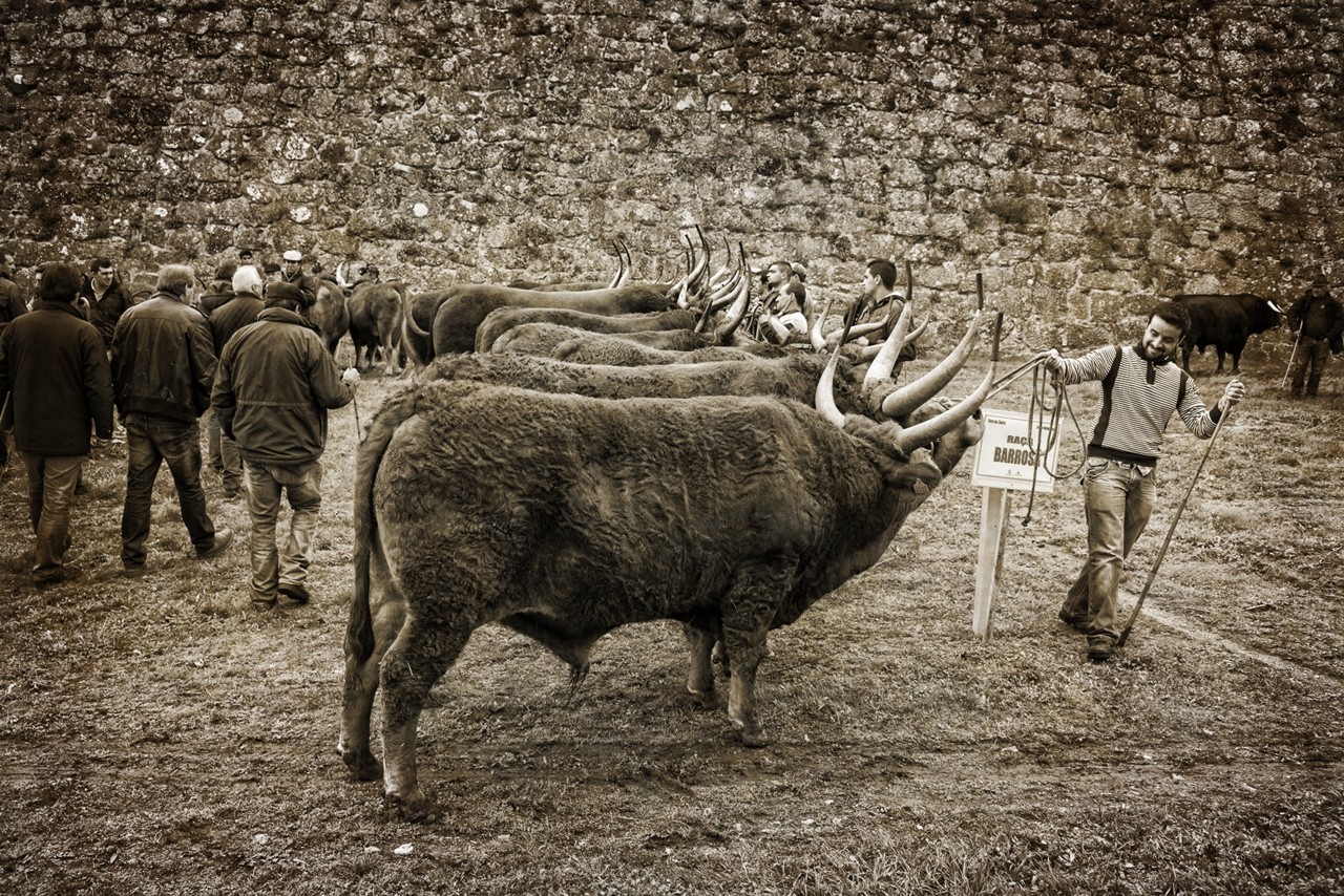 Santos 2015 (1) 187 - cópia copy.jpg