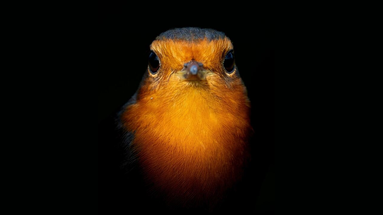 © bunting wild photography