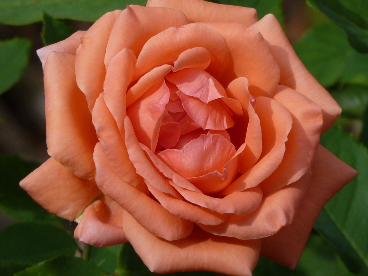 Londres-Holland Park (3035).JPG