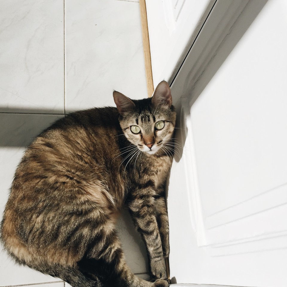 guinness.jpg guinness.jpg