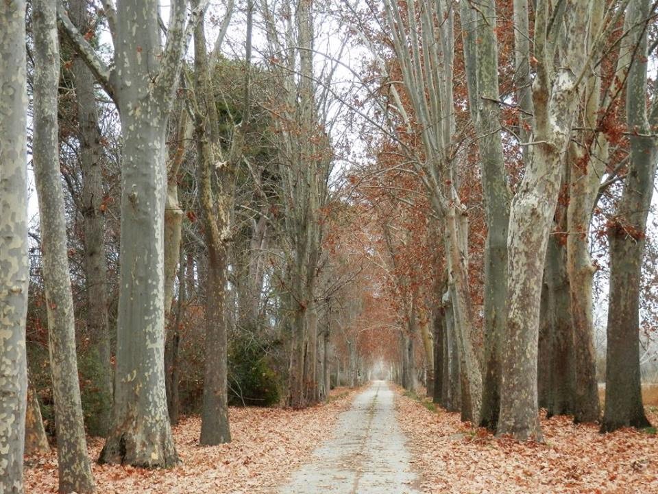 12400952_1099748136703443_250070654617224528_n.jpg 12400952_1099748136703443_250070654617224528_n.jpg