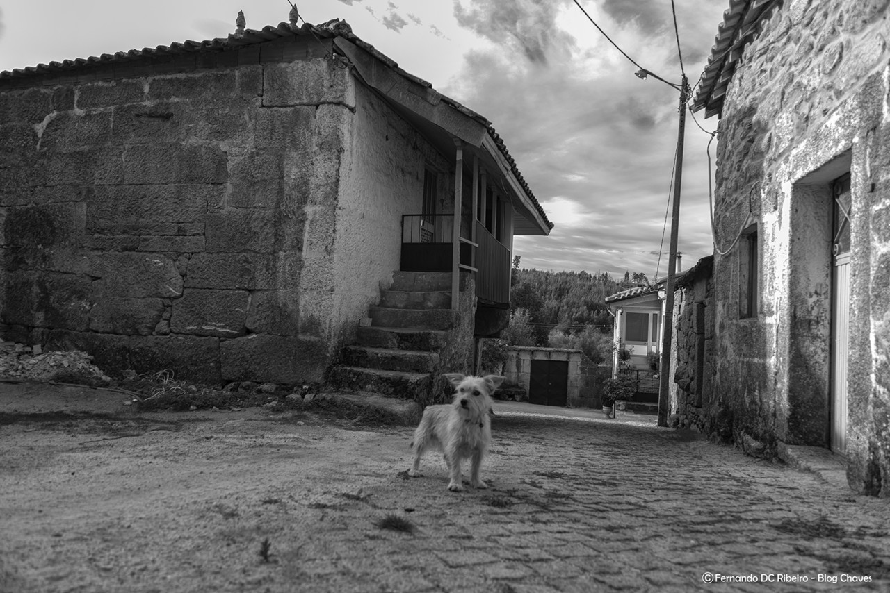 1600-cervos (18)-video.jpg