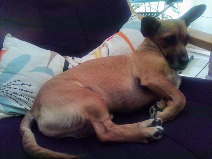 ginjolas a dormir.jpg