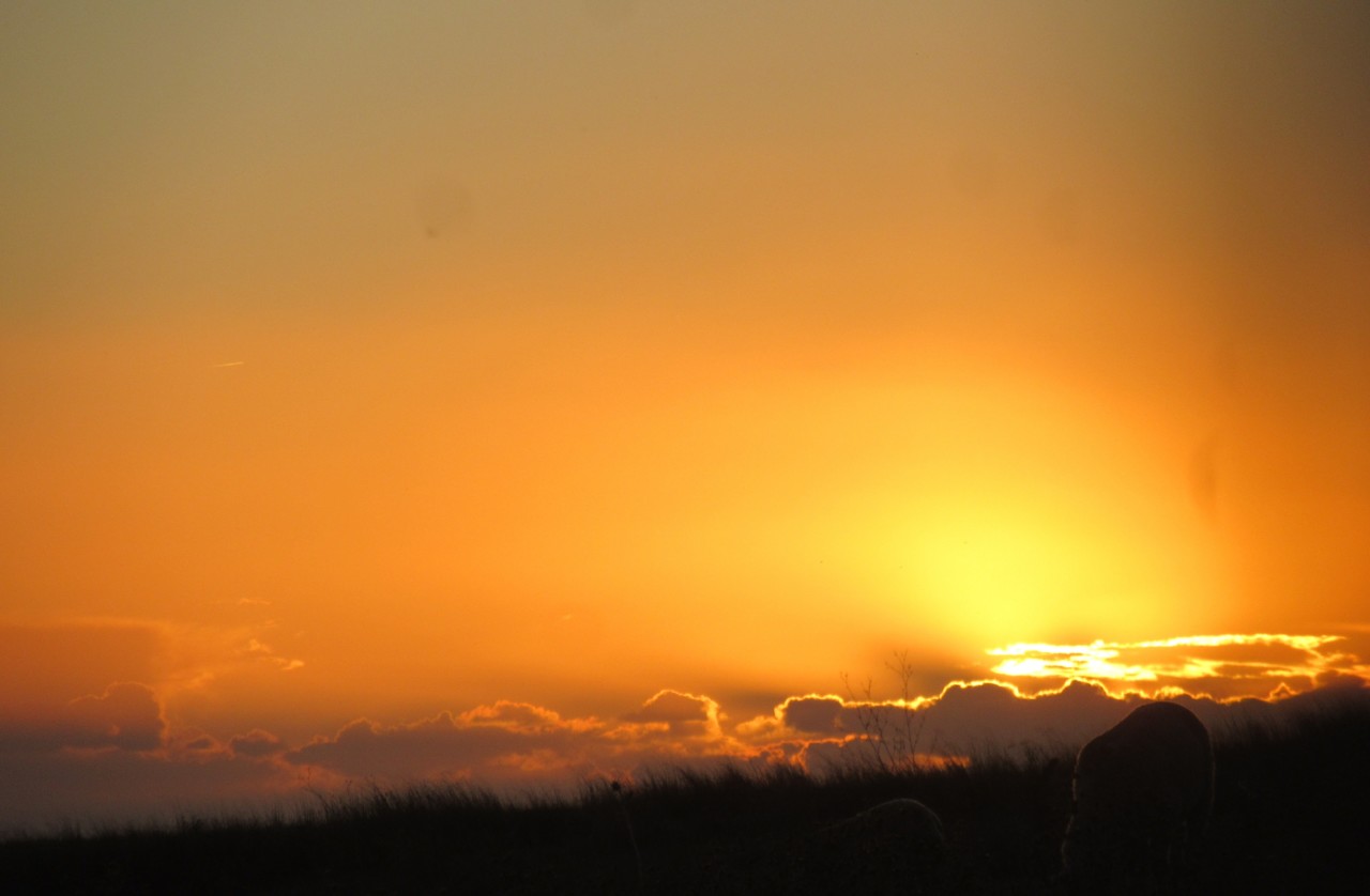 IMG_7441.JPG IMG_7441.JPG