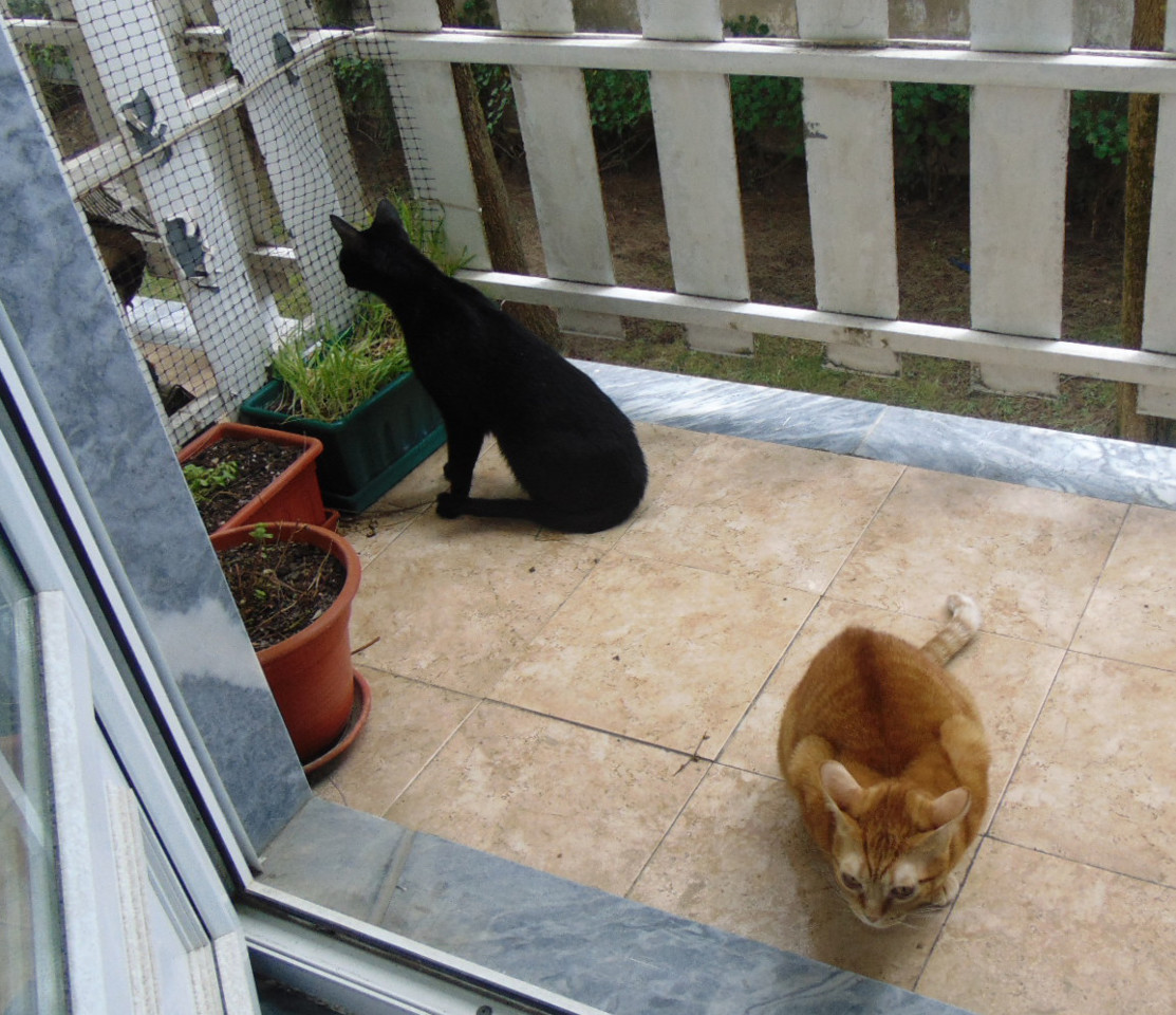 irrua006.JPG irrua006.JPG