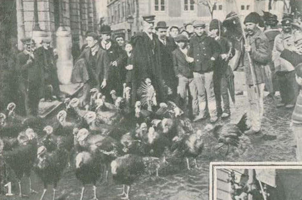 perus ilustracao portuguesa1.png