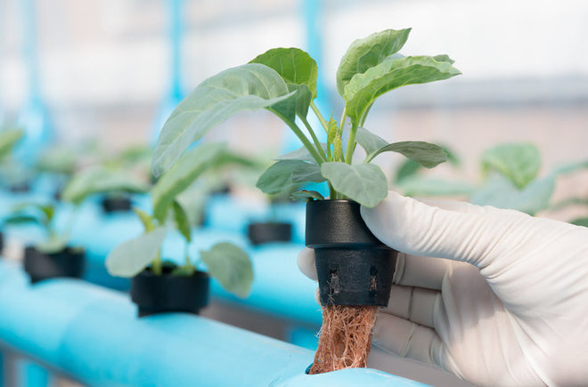 Plantas cultivadas em Hidroponia