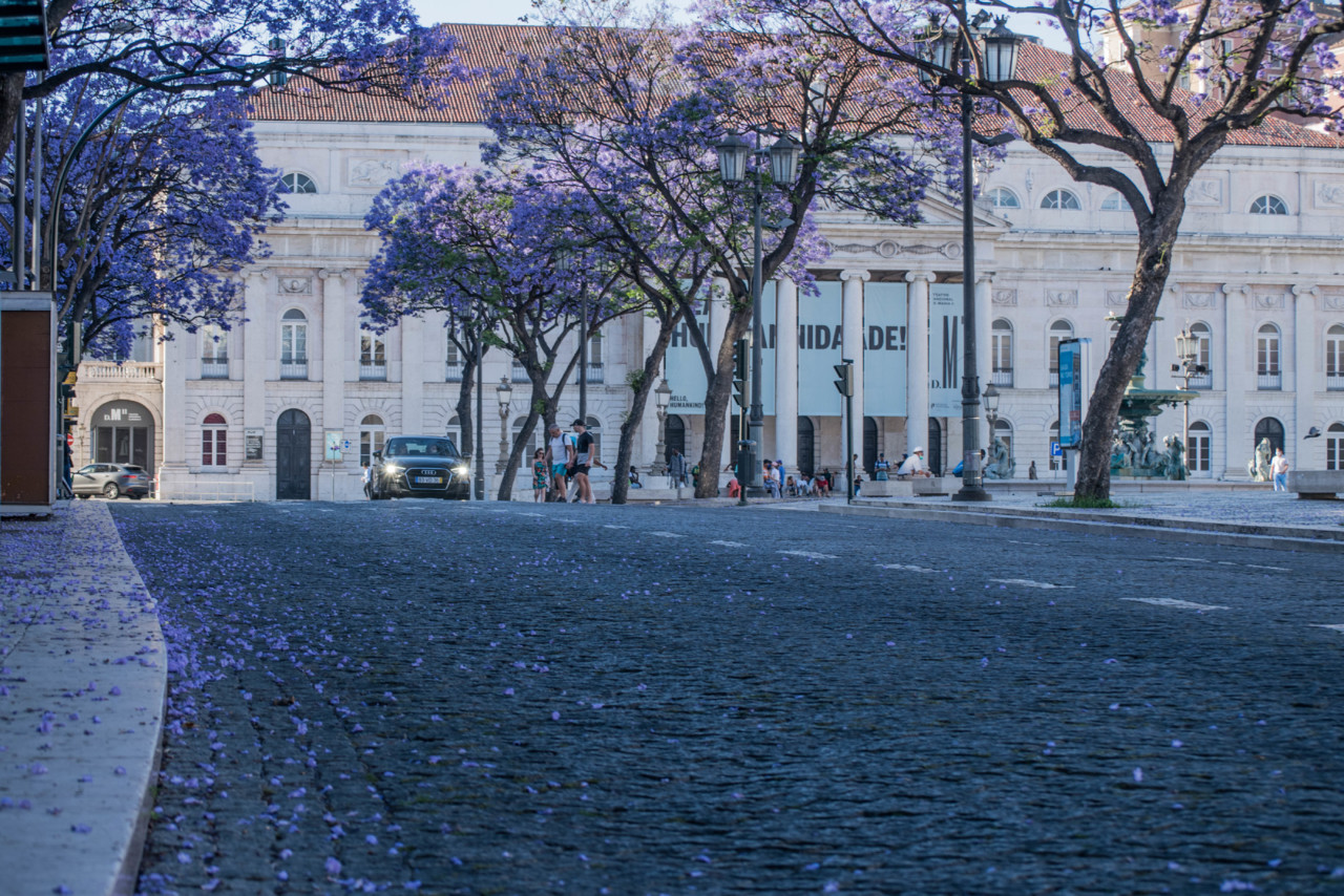 Jacarandás em flor no Rossio Jacarandás em flor no Rossio