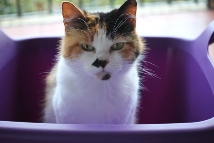 Quarentena - dia 33a.jpg