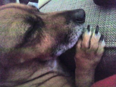 ginjas o cão.jpg ginjas o cão.jpg