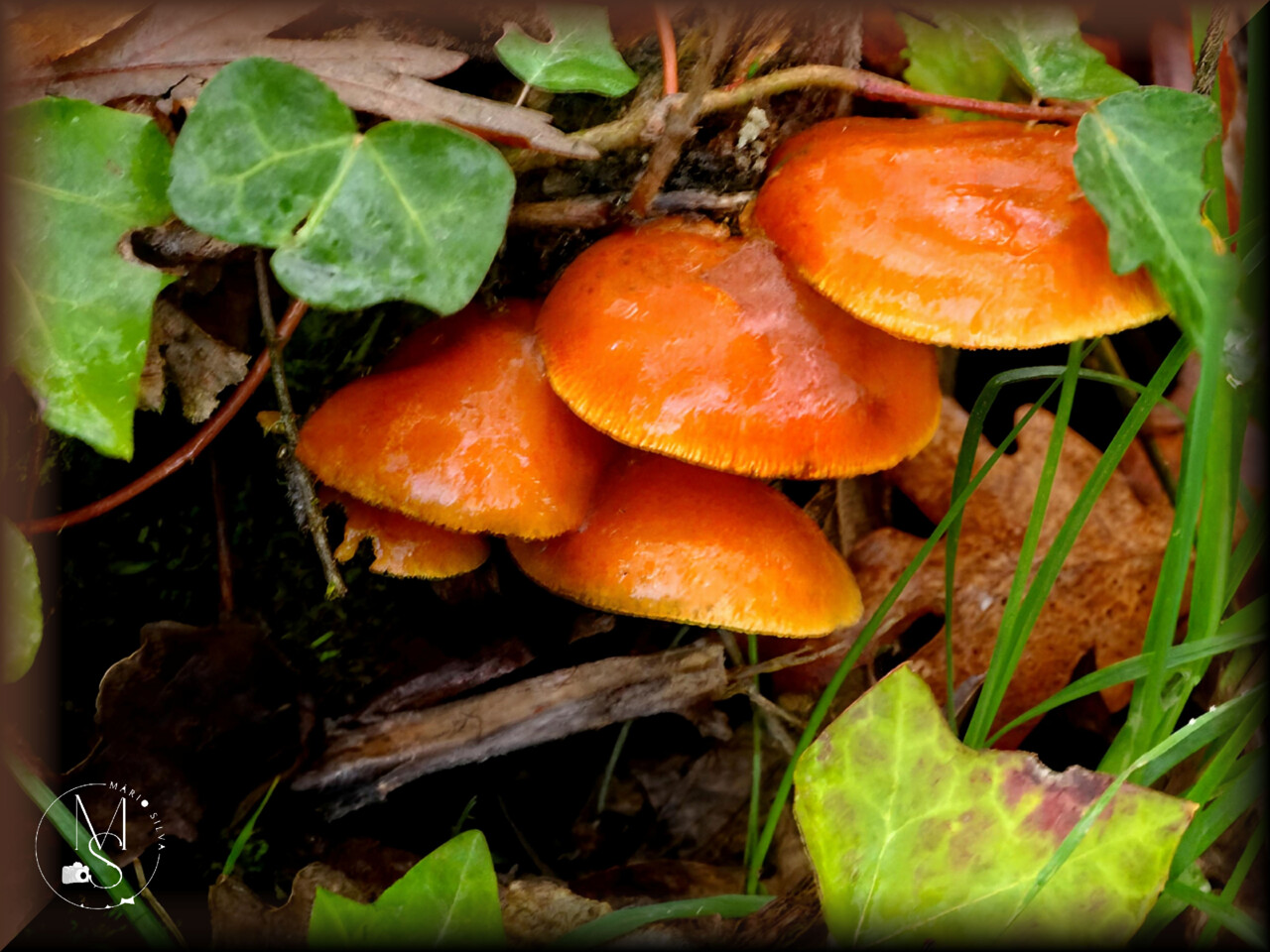 13Dez DSC00172_ms.JPG