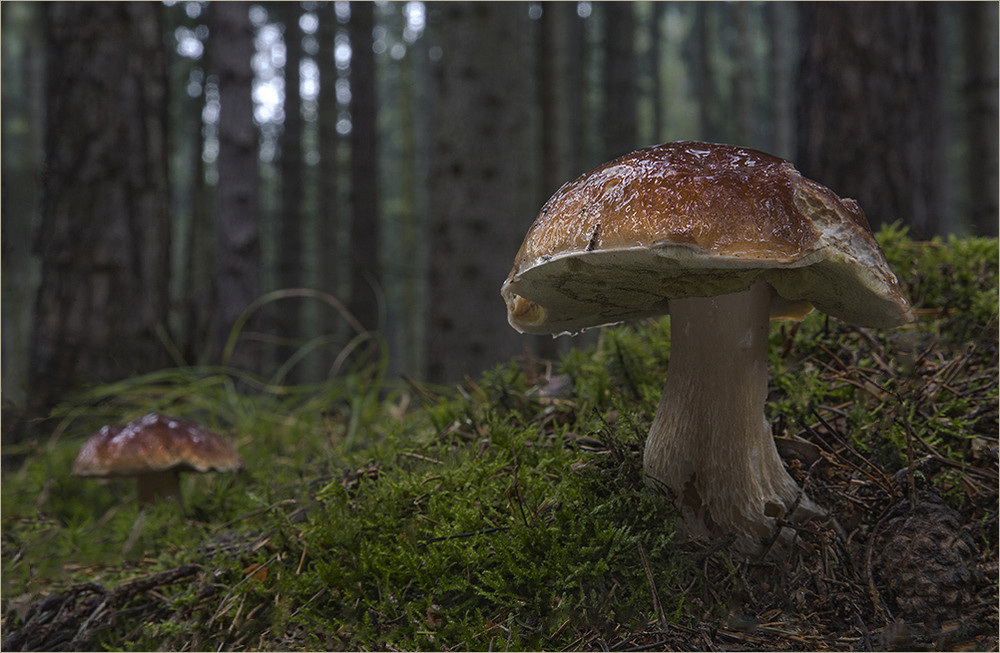 steinpilze-26520bf9-1968-44be-a904-cbd3c17dc57b.jp