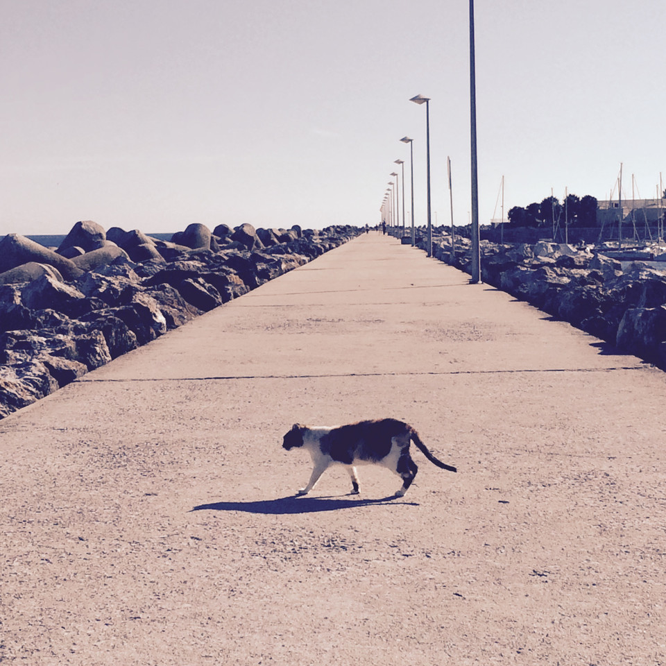 FullSizeRender.jpg FullSizeRender.jpg