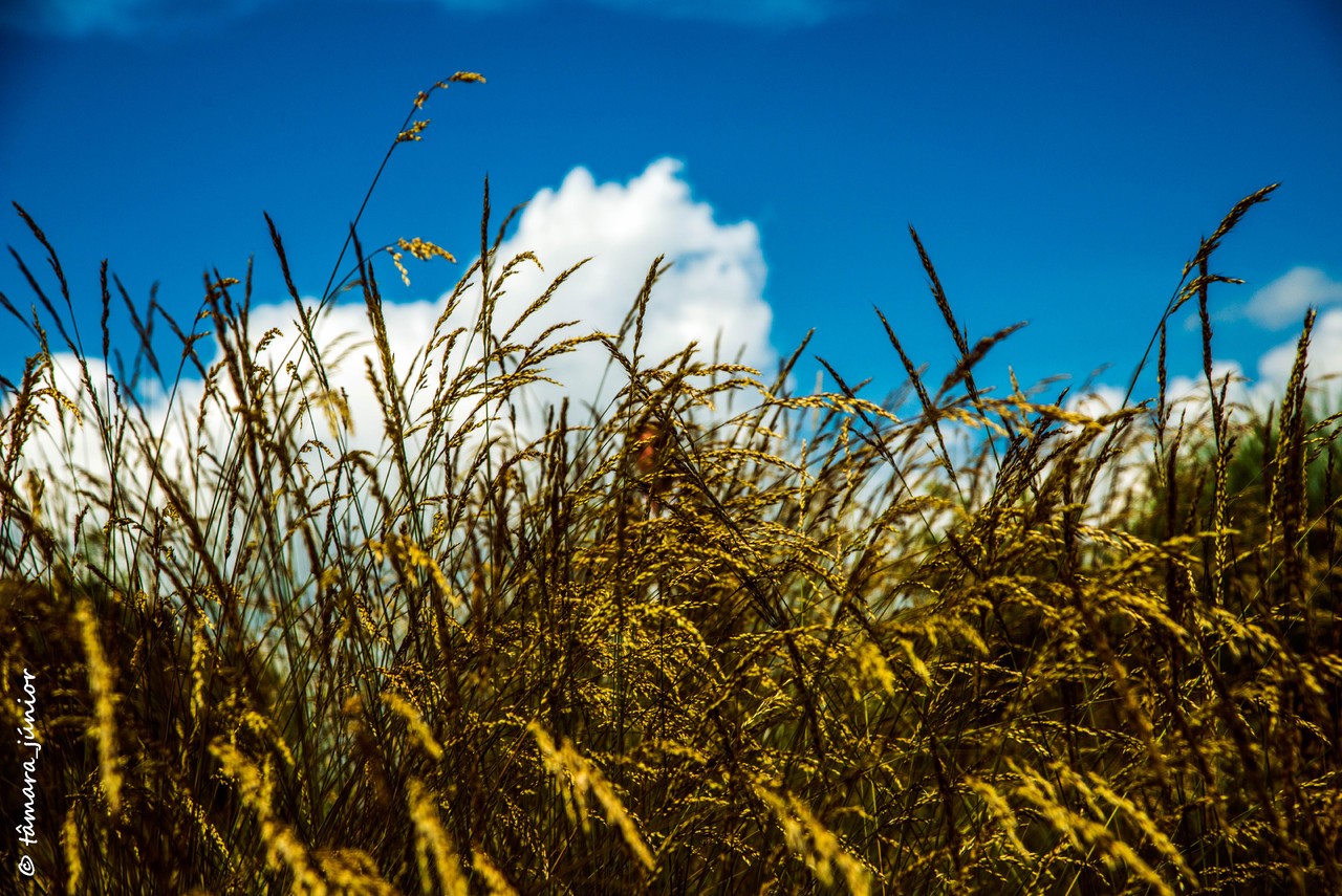2015 - Cascata de Fírvidas (Montalegre) (89).jpg