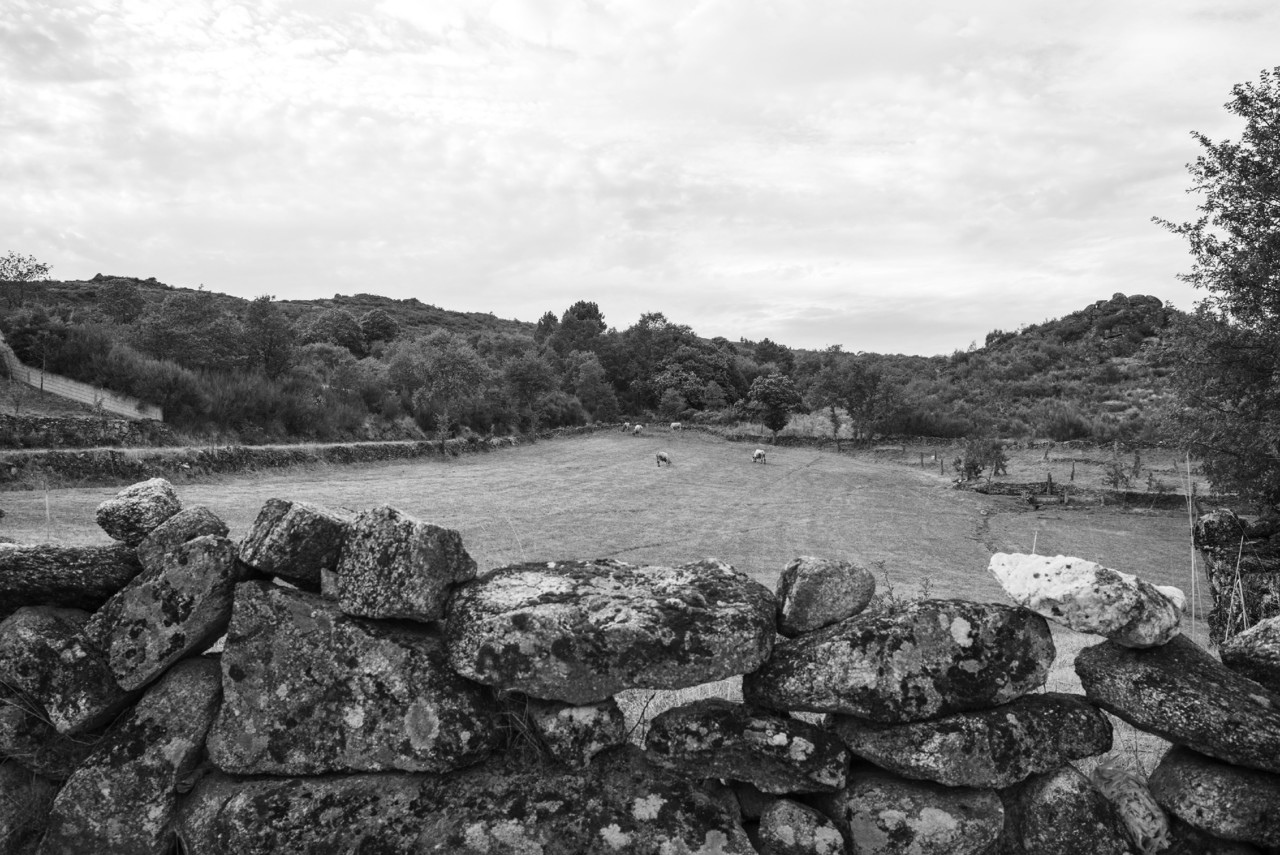 _JMF7610 - cópia copy.jpg