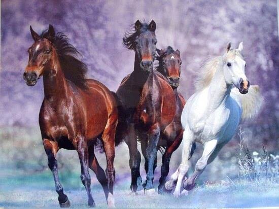 14991914_1152502734837624_9131787987504480282_n.jp