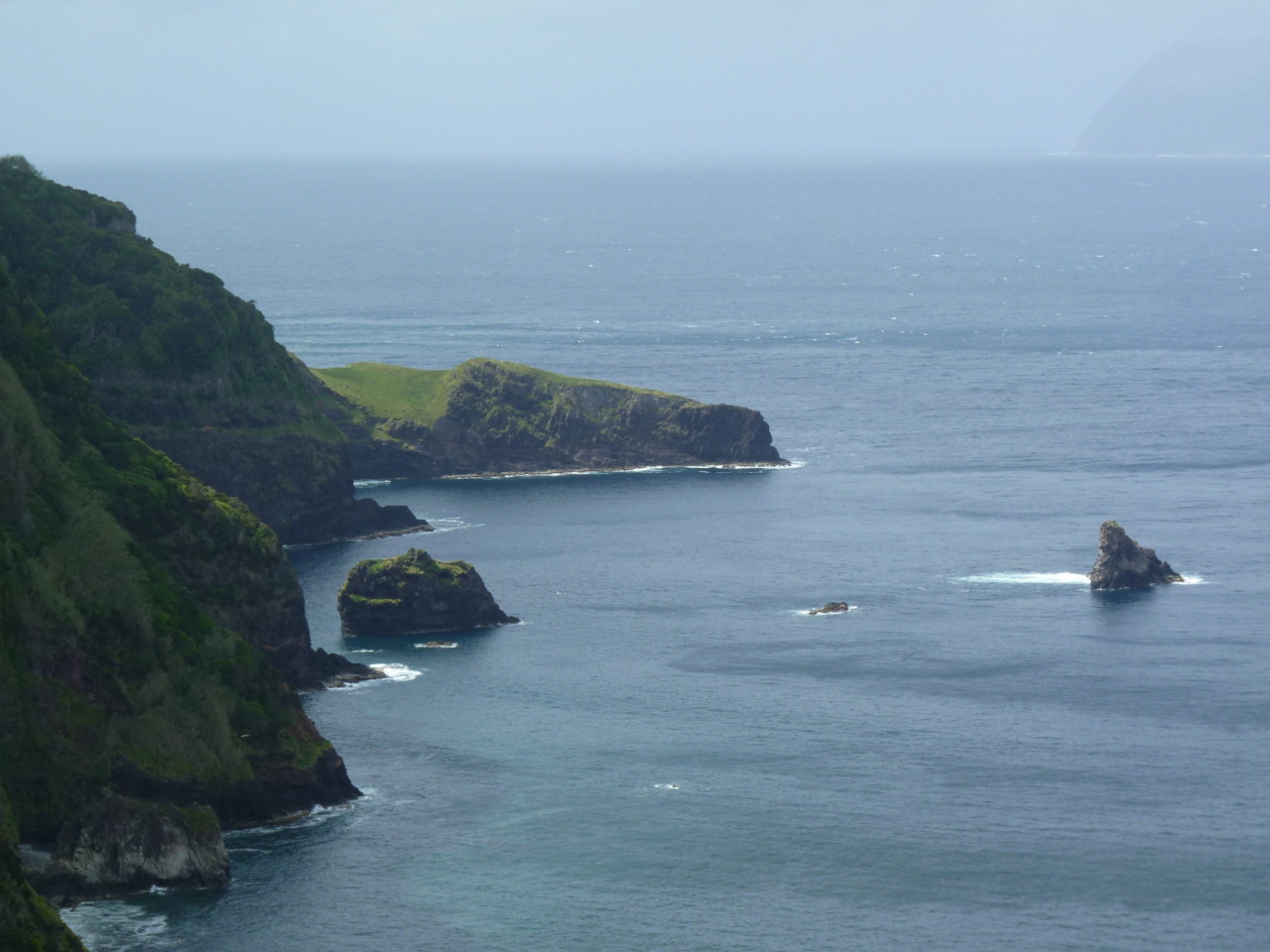 Cedros, Flores (4).JPG