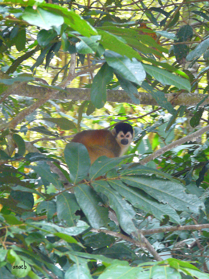 Sierpe-macaco-esquilo da América central.jpg