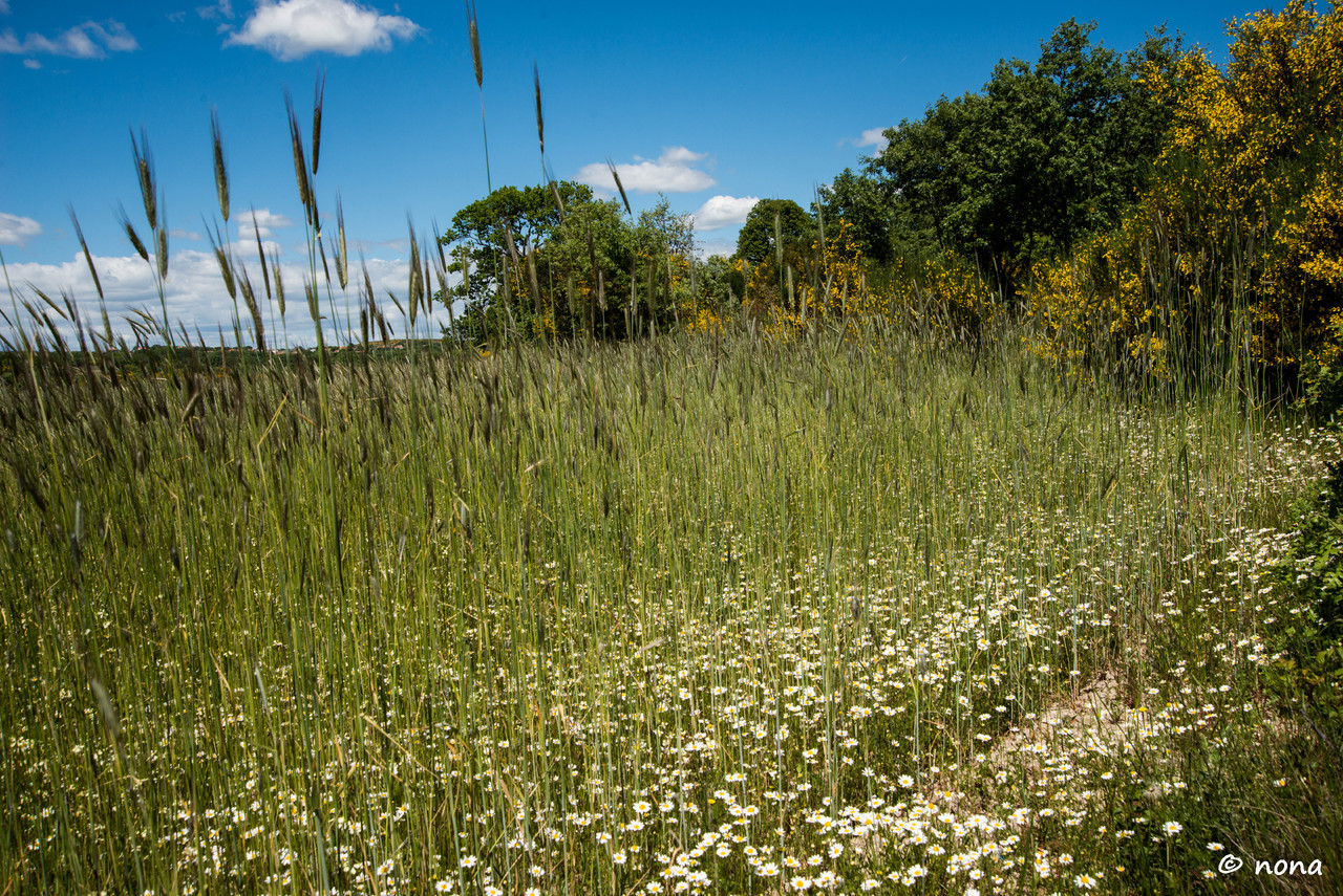12.- Vagueando pela Montanha.jpg