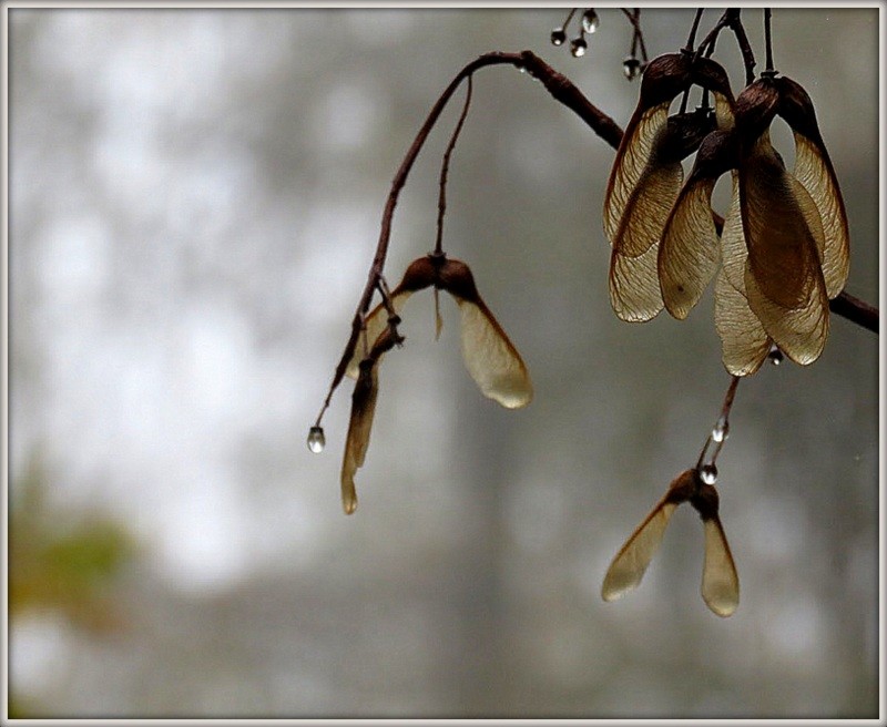 IMG_8714 pequenas folhas.JPG