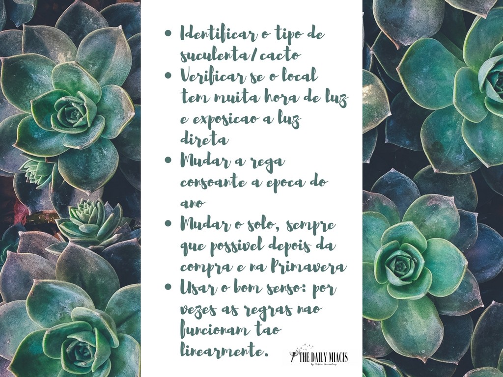 Identificar o tipo de Suculenta%2FcactoVerificar s