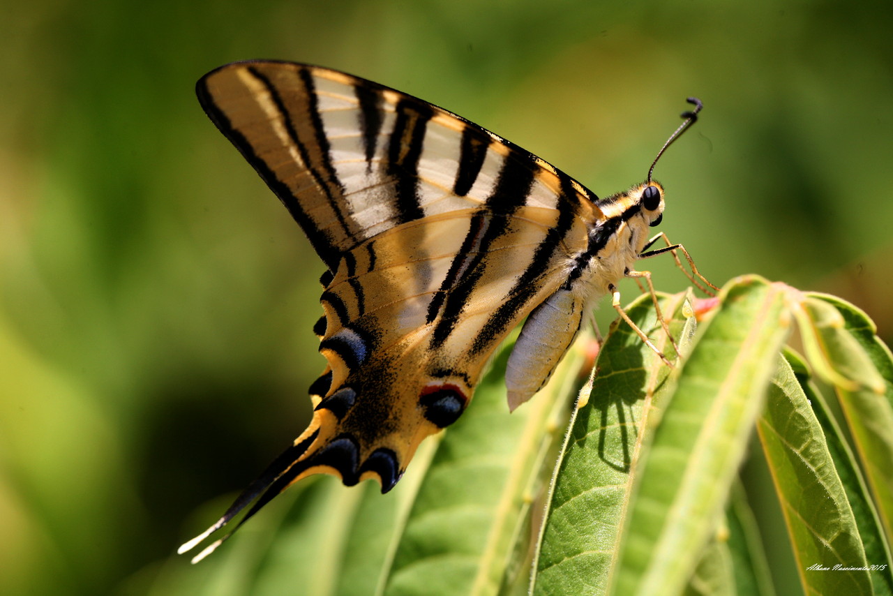 Iphiclides feisthamelii__5799 (4).JPG
