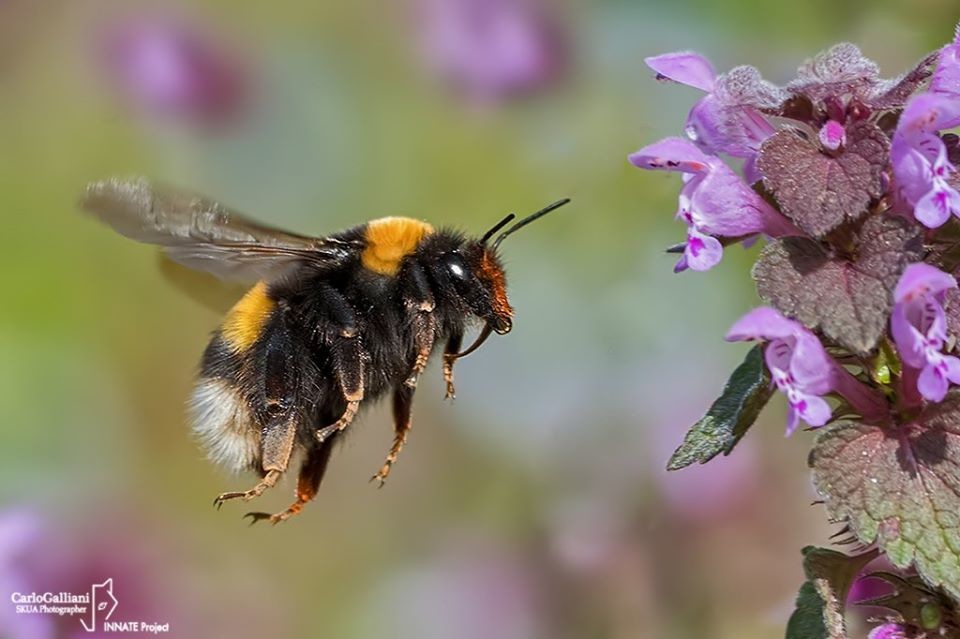 abelhão.jpg abelhão.jpg