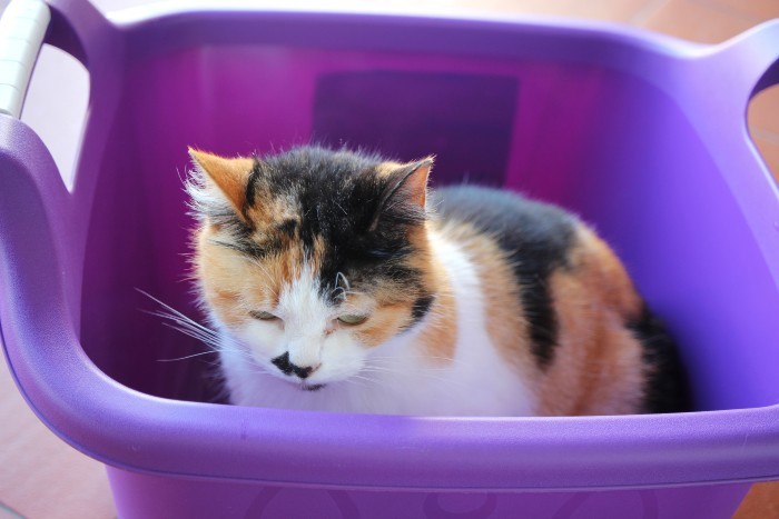 Quarentena - dia 33b.jpg