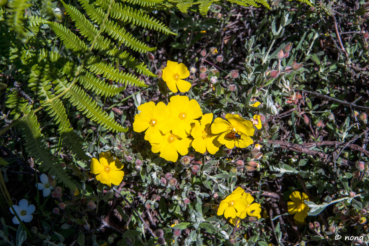 21.- Vagueando pela Montanha.jpg