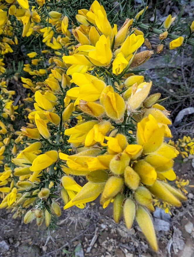 Flor no bosque da plaina06.jpg