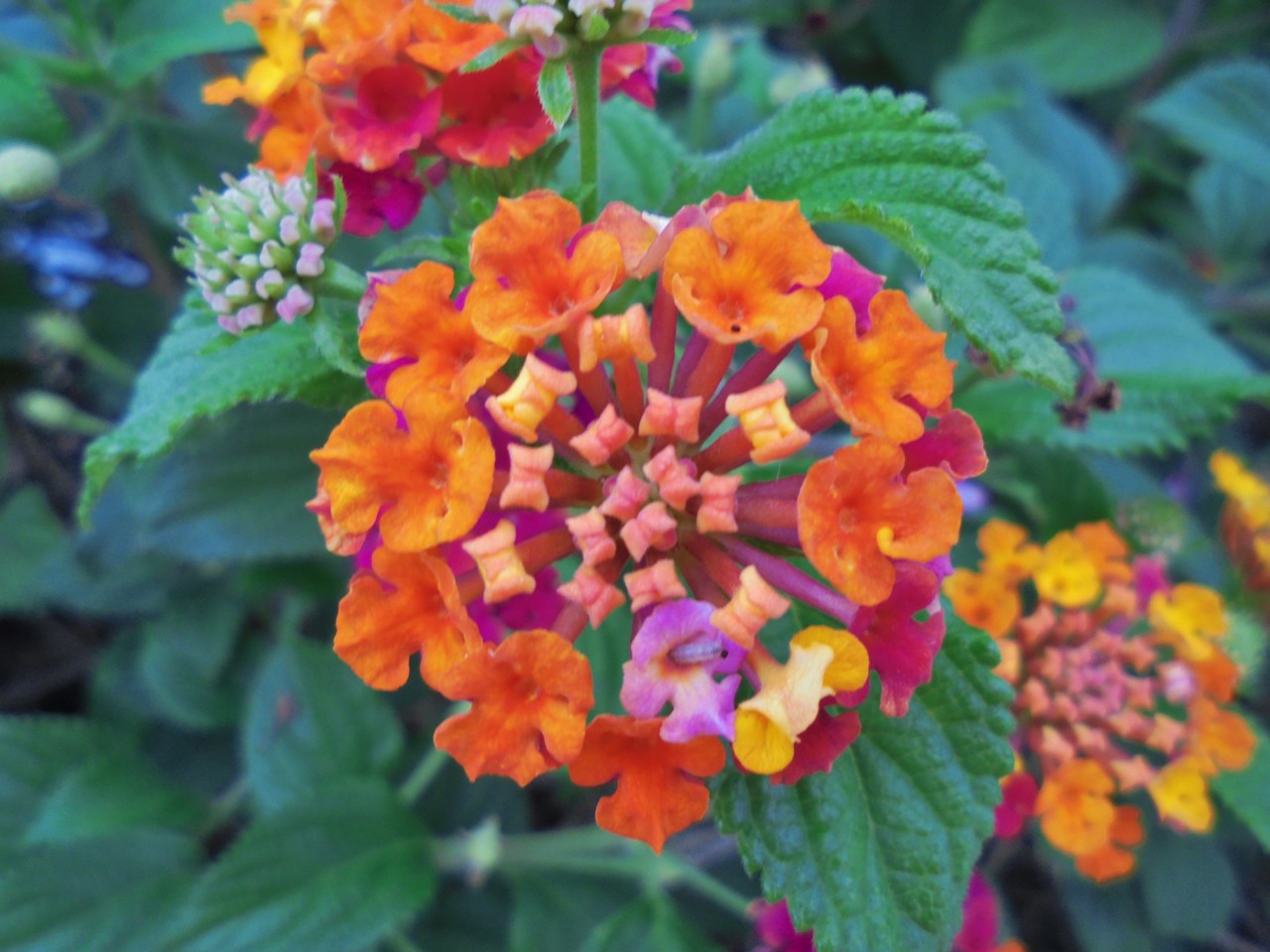 Lantana multicolorida.JPG