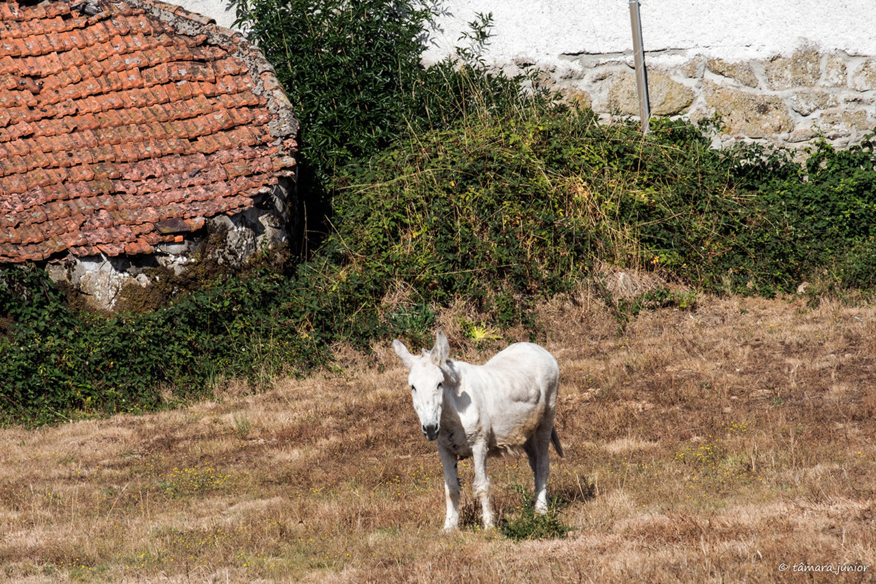 2017.- Montalegre (100).jpg