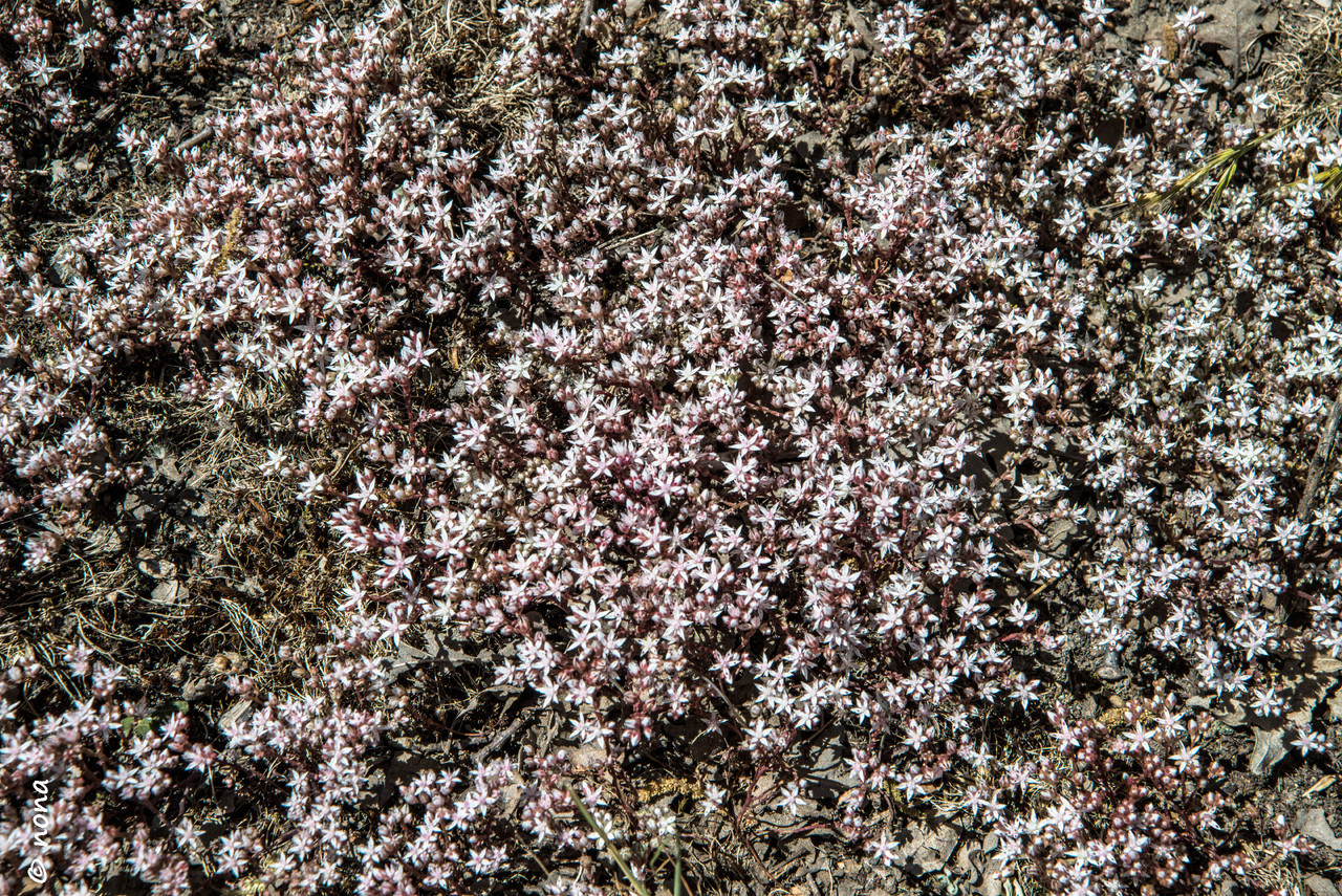 17.- Vagueando pela Montanha.jpg