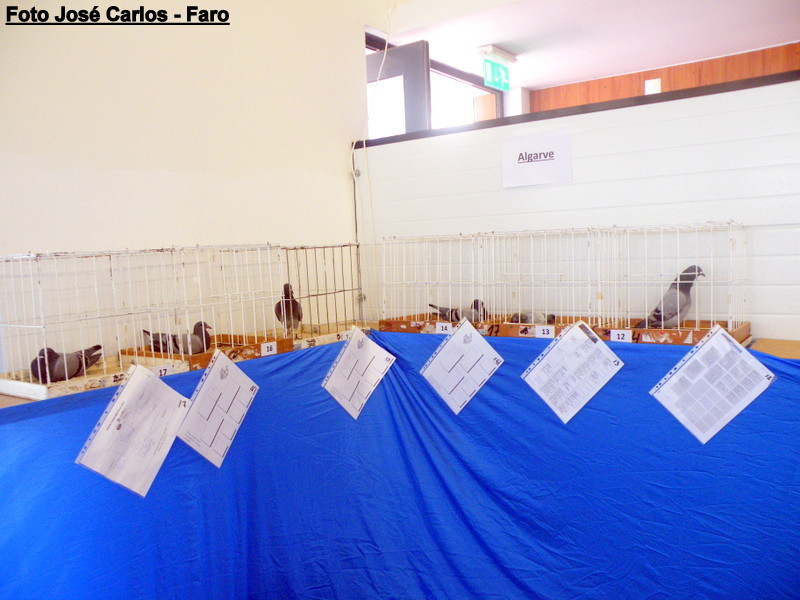 Leilão Serpa 2017 030.JPG